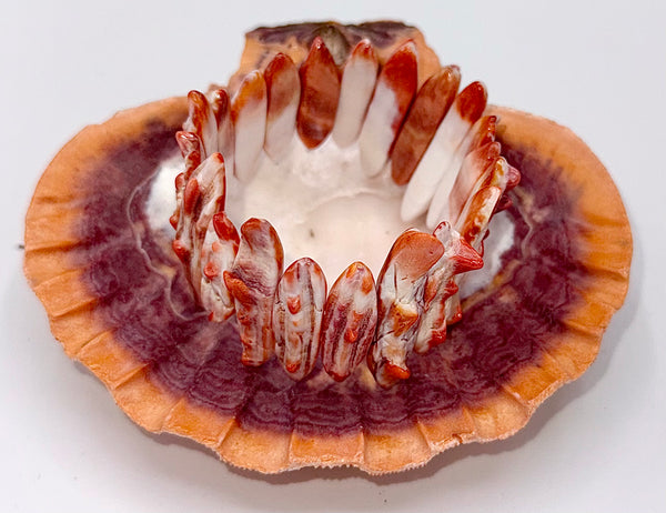 Spiny Oyster bracelet by STICS and STONES featuring colorful, polished spiny oyster beads on a stylish bracelet design.