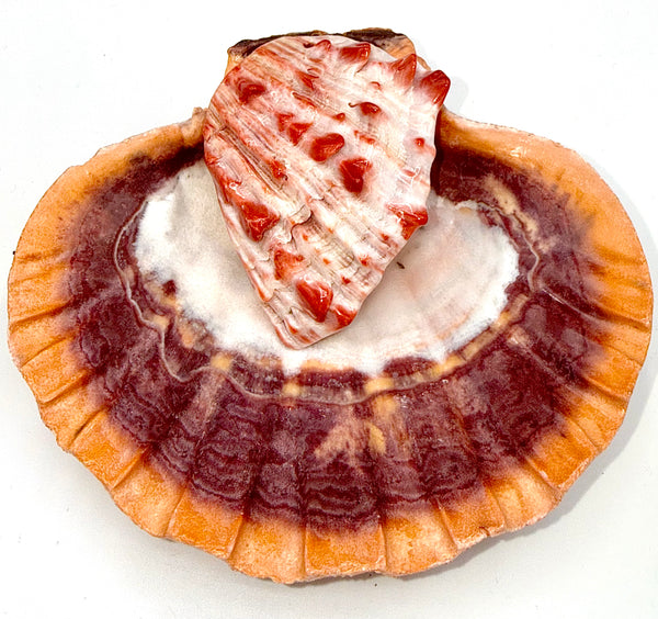 Spiny oyster shell pendant from STICS and STONES displayed against a neutral background, showcasing its vibrant natural colors and unique shape.