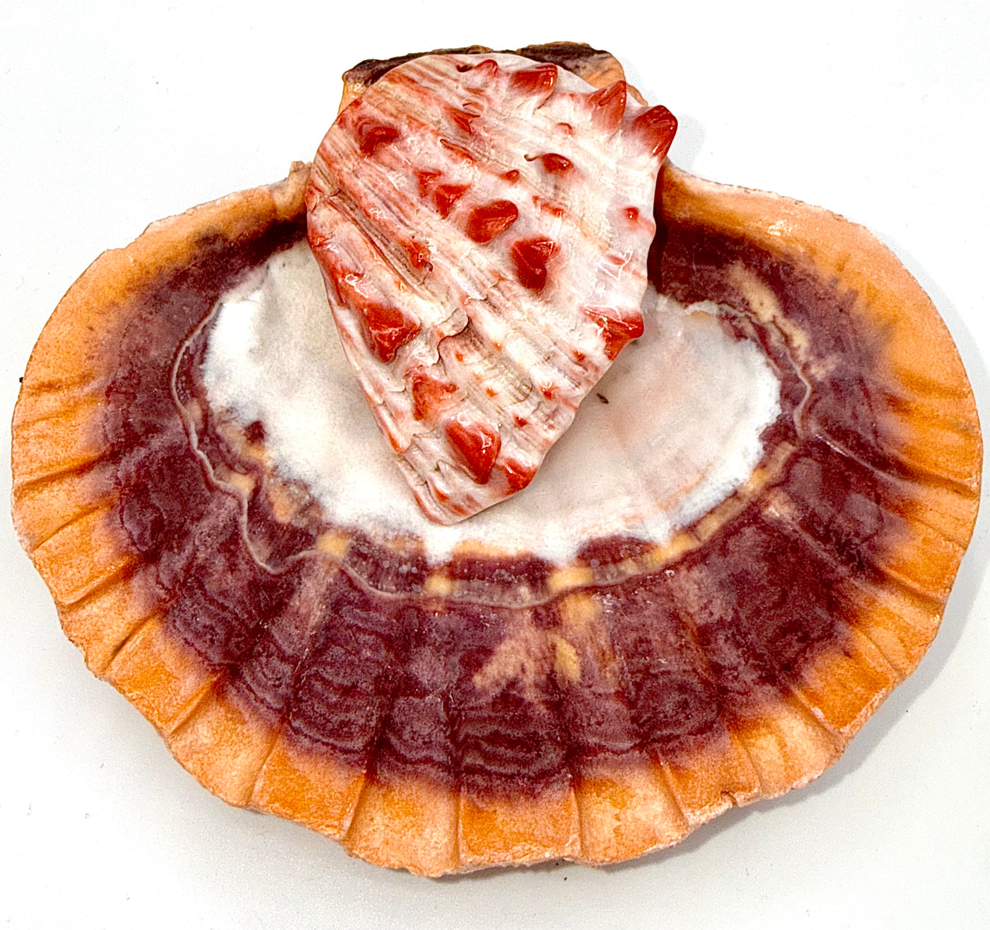 Spiny oyster shell pendant from STICS and STONES displayed against a neutral background, showcasing its vibrant natural colors and unique shape.